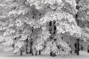 Snowy woods